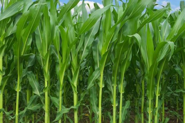 p114玉米种子特征特性,适宜播种期4月下旬至5月上旬