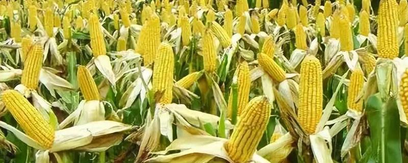 亚盛18玉米品种的特性，与对照郑单958生育期相当