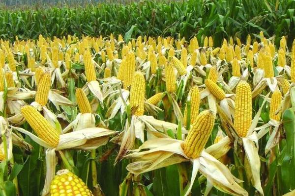 彩甜糯249玉米种子简介,注意防治丝黑穗病