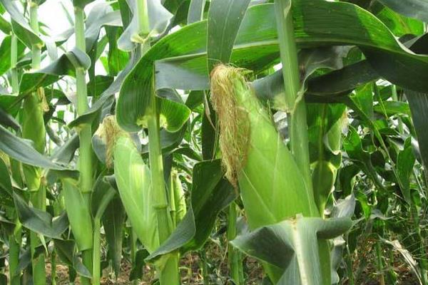 中单1127玉米品种简介,高抗茎腐病