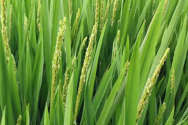 徐稻23号水稻品种的特性，每亩插足基本苗8万以上