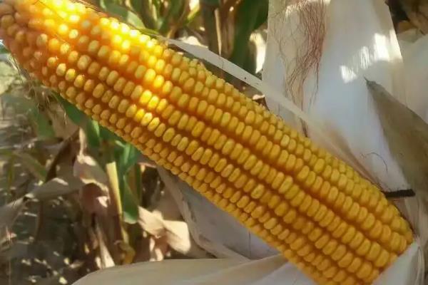 吉农糯9玉米品种简介,高抗丝黑穗病