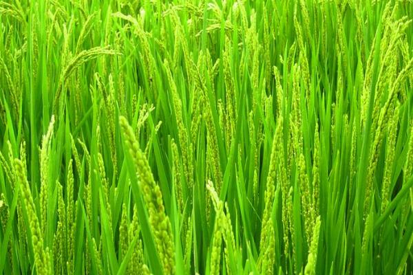 徐稻23号水稻品种的特性，每亩插足基本苗8万以上