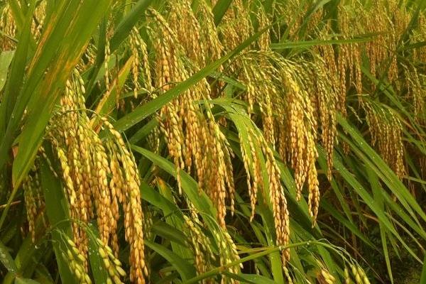 徐稻23号水稻品种的特性，每亩插足基本苗8万以上