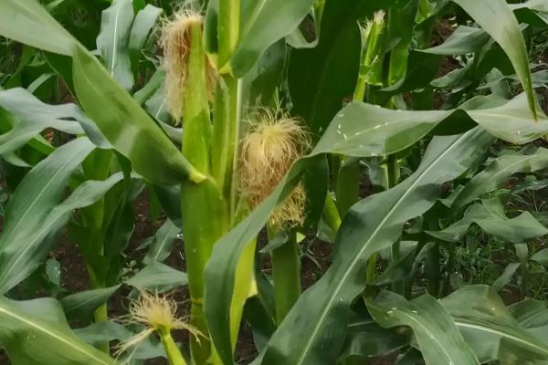 丰乐760玉米品种的特性,适宜播种期4月下旬至5月上旬