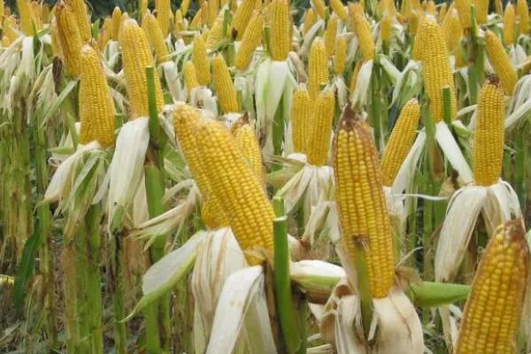 丰乐760玉米品种的特性,适宜播种期4月下旬至5月上旬