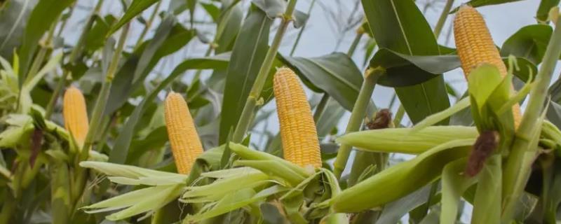 A33玉米种子特征特性，密度4500株/亩左右