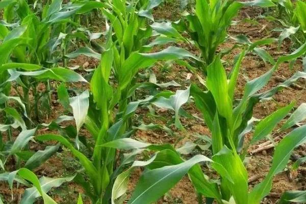 中A017玉米种子特征特性，密度4500株/亩左右