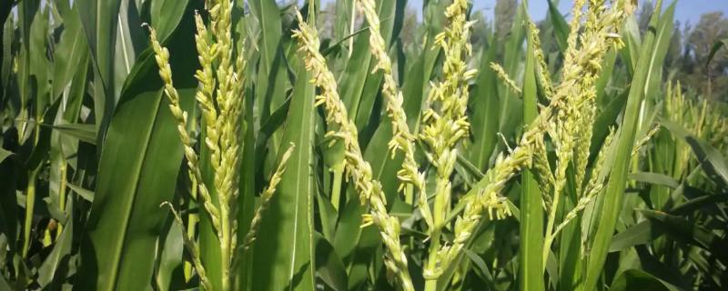 丰乐760玉米品种的特性，适宜播种期4月下旬至5月上旬