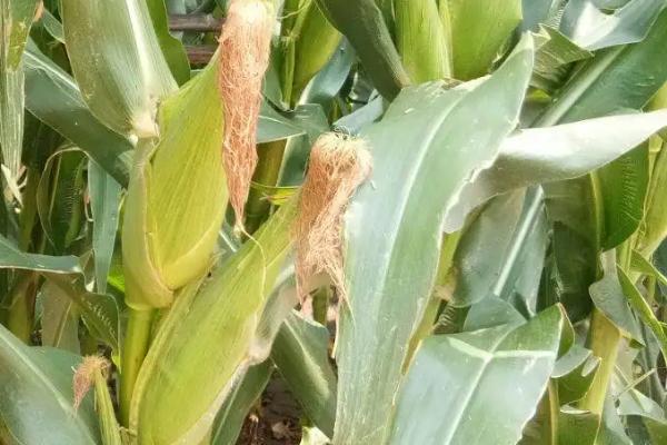 中A017玉米种子特征特性，密度4500株/亩左右