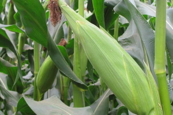 F2306玉米种子特点,密度4500株/亩左右