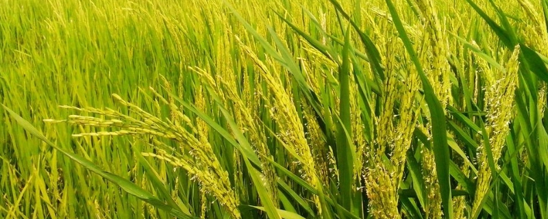 荃优5088水稻种子简介，每亩插足基本苗8万以上