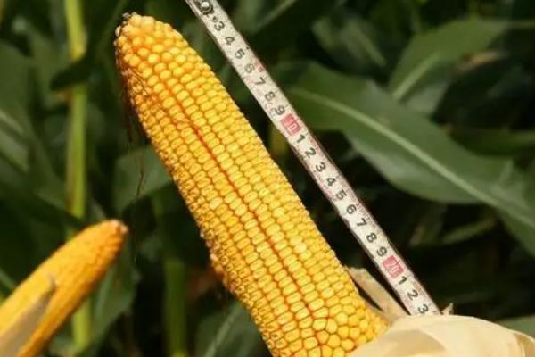 豫单2362玉米品种简介,适宜播种期6月上中旬
