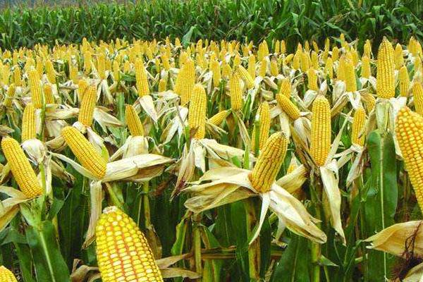科沃2156玉米种子简介，适宜播种期4月下旬至5月中旬