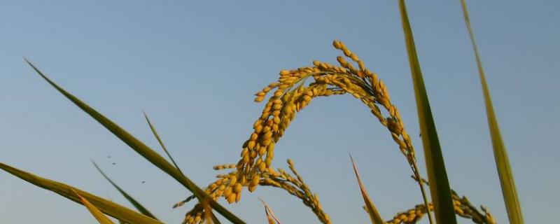 贵优208水稻种子特点，每亩有效穗数18.8万穗