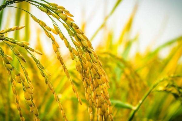嘉优770水稻品种简介，每亩有效穗数16.1万穗