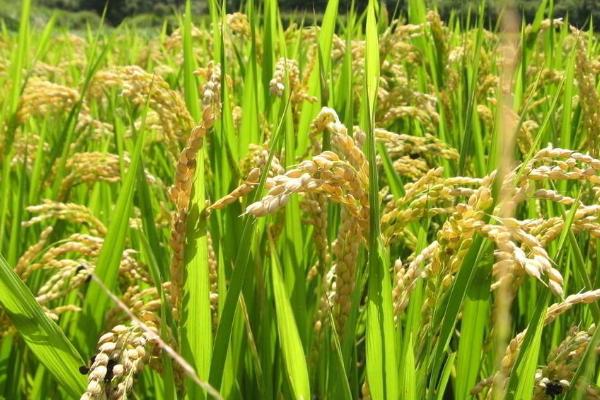 A两优复晶珍水稻种子特点,秧田播种量每亩8.0千克