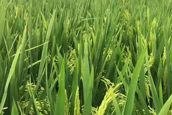 僖两优956水稻种子特点，秧田播种量每亩10.0千克