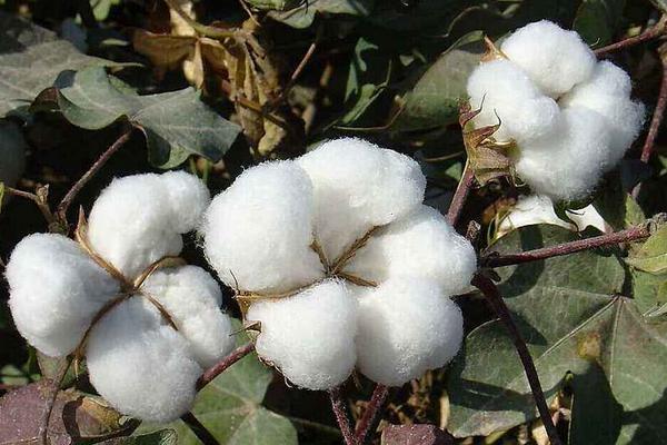 豫新519棉花种子简介,全生育期禁用除草剂