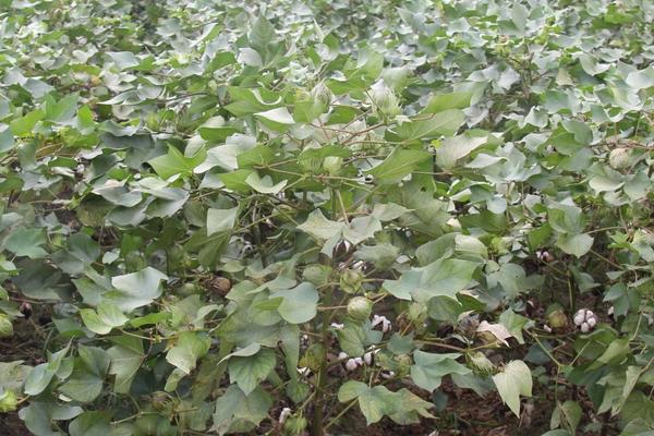 豫新519棉花种子简介,全生育期禁用除草剂