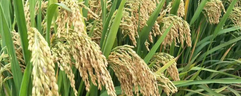 A两优复晶珍水稻种子特点，秧田播种量每亩8.0千克