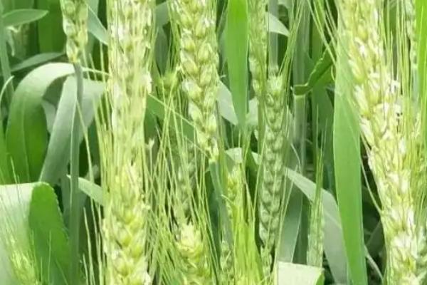 新粮206小麦种子特征特性,每亩施尿素5-8kg