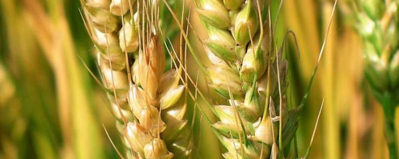 新粮206小麦种子特征特性，每亩施尿素5-8kg