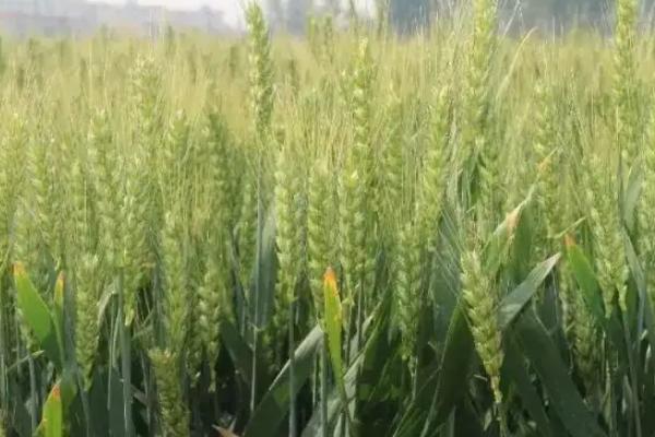 新粮206小麦种子特征特性,每亩施尿素5-8kg