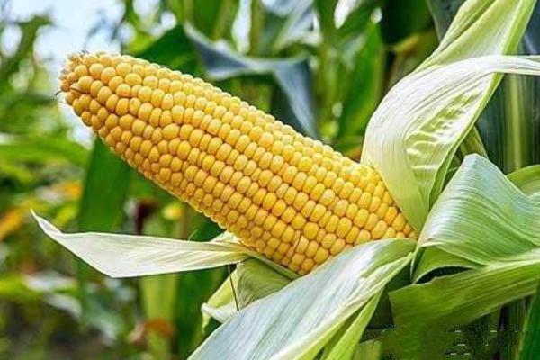 登海2101玉米种子特点,平均生育期124.4天